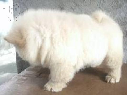 Chow chow-Τσόου Τσόου